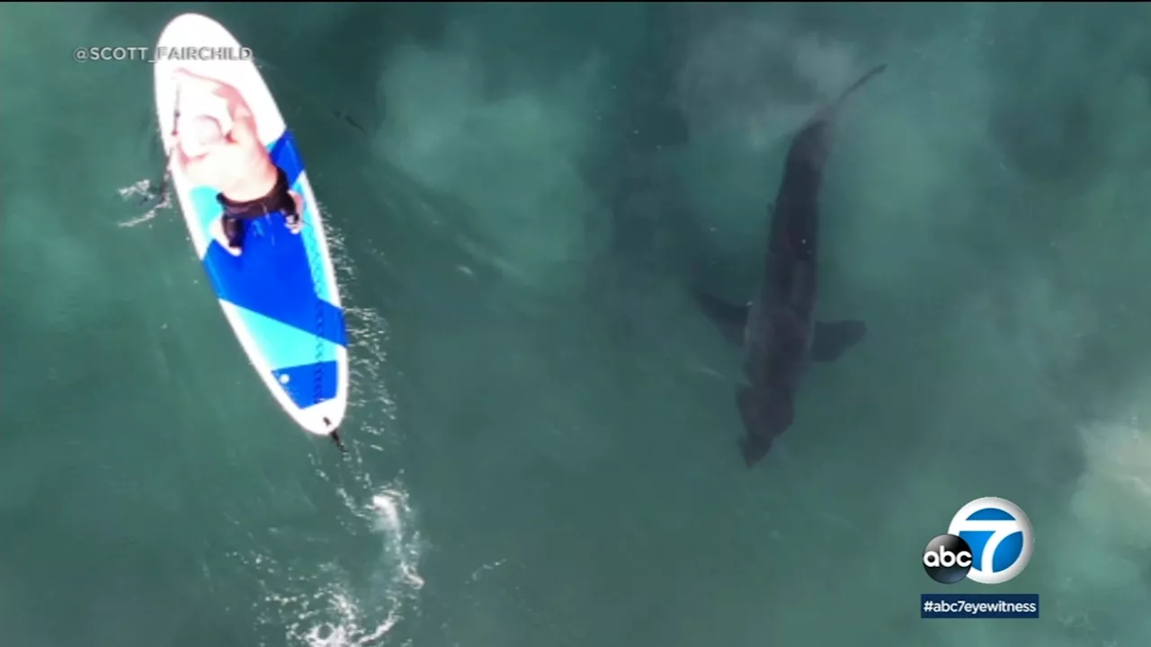 CSU Long Beach Shark Lab may lose funding, cut programs that protect swimmers