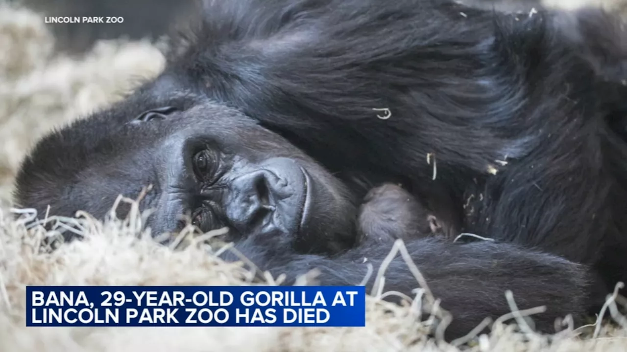 'Bana' the gorilla dies following 'congestive cardiac failure' at Lincoln Park Zoo