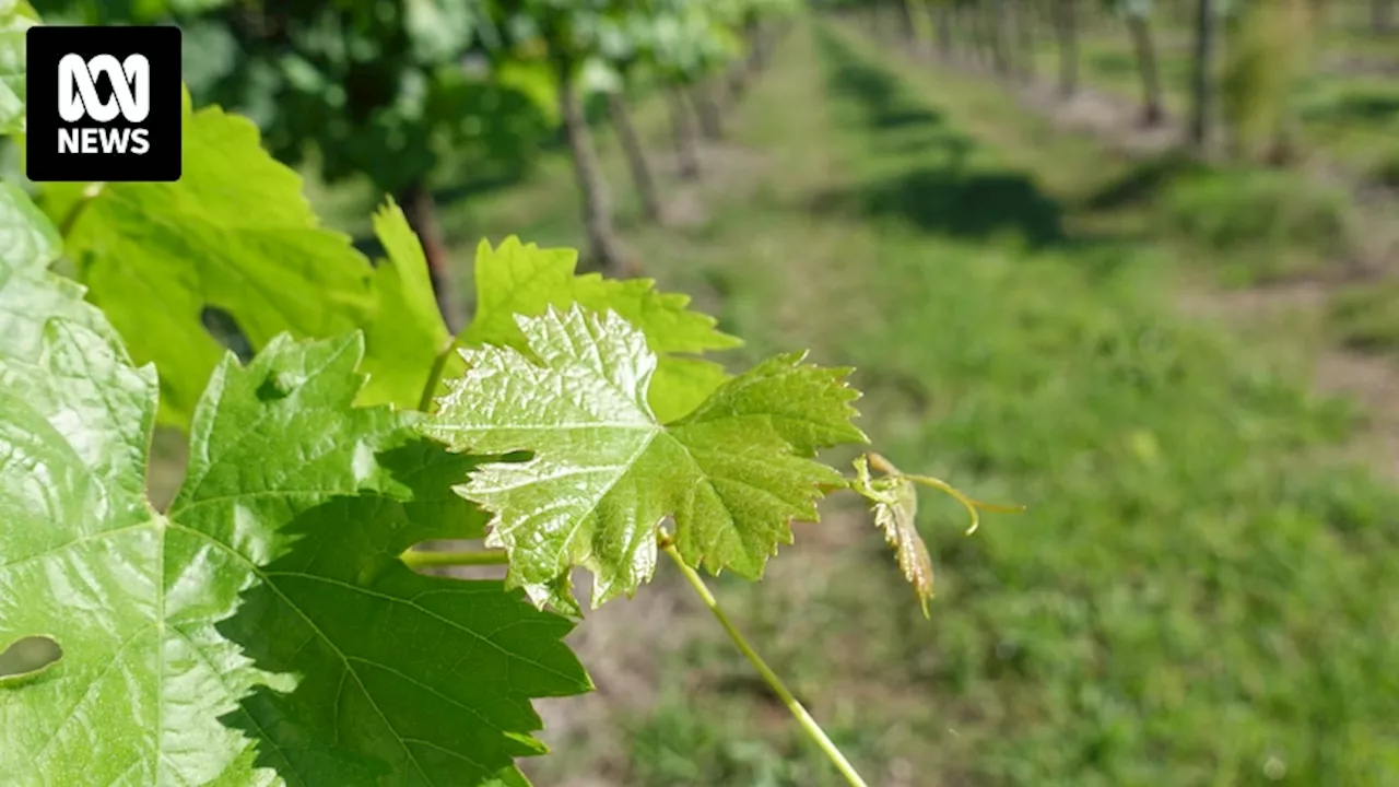 Jindalee Road Wines and ex-manager David Littore fined $500k for stealing irrigation water