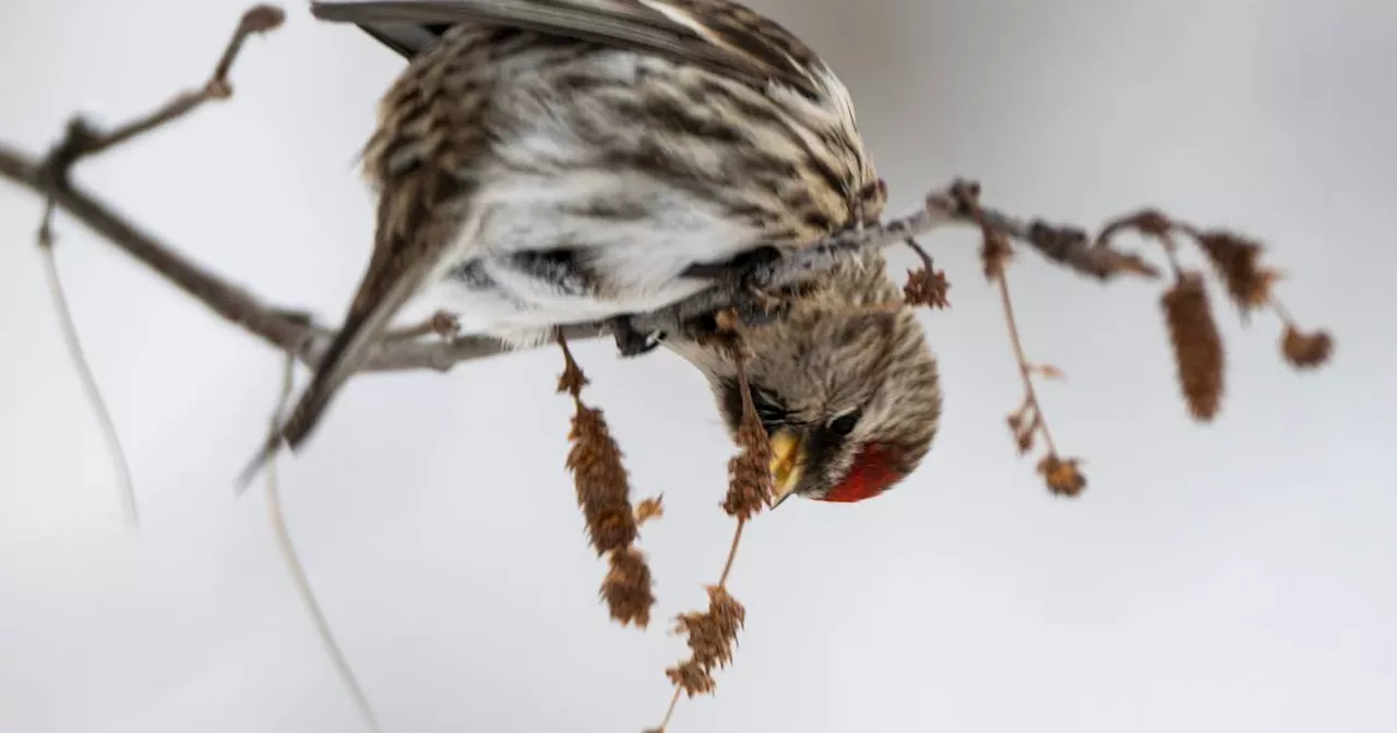 Redpolls, feisty songbirds of the Alaska winter, are flocking to feeders this season