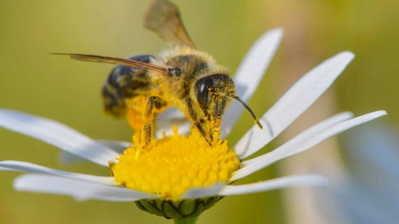 Fünf Tipps für einen bienenfreundlichen Garten