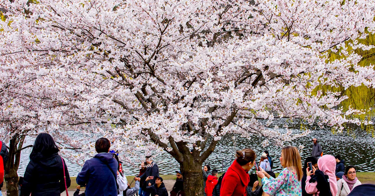 High Park cherry blossom peak bloom delayed due to Toronto's chilly weather