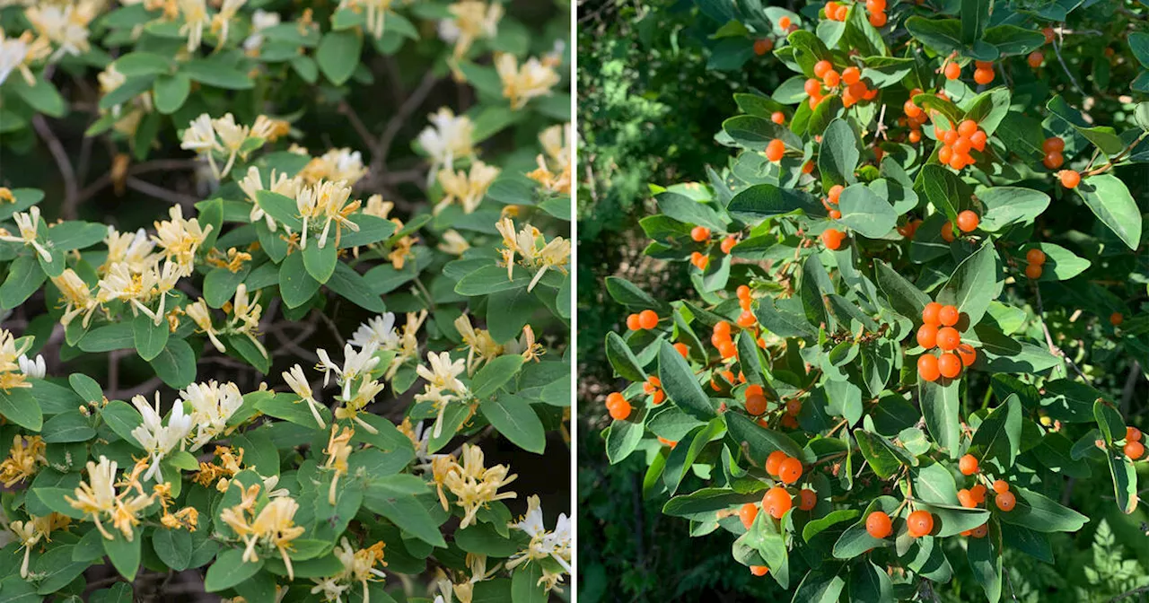 These flowers are invading Toronto and the City wants you to kill them