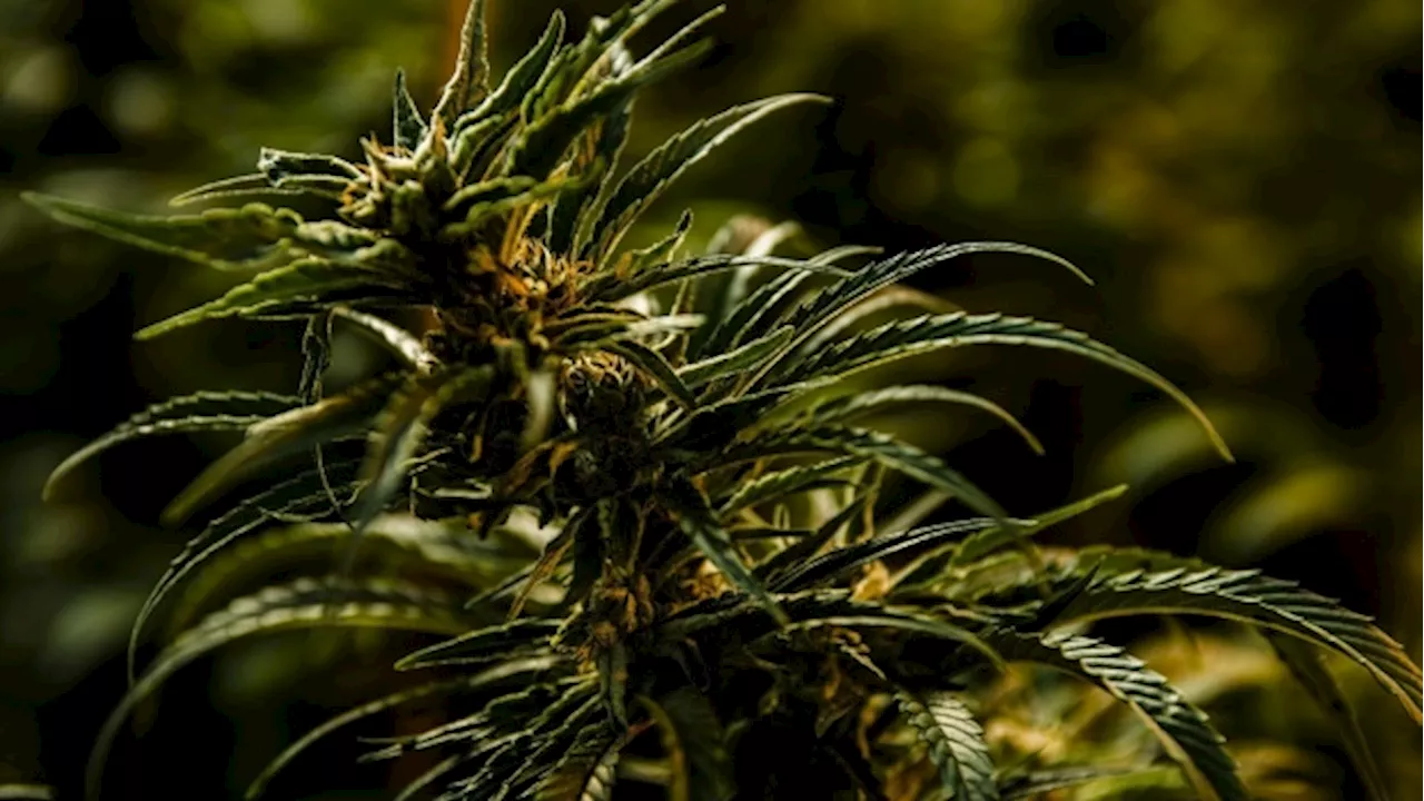 Potent Cannabis Strain Legalized in Malawi for Medicinal Use