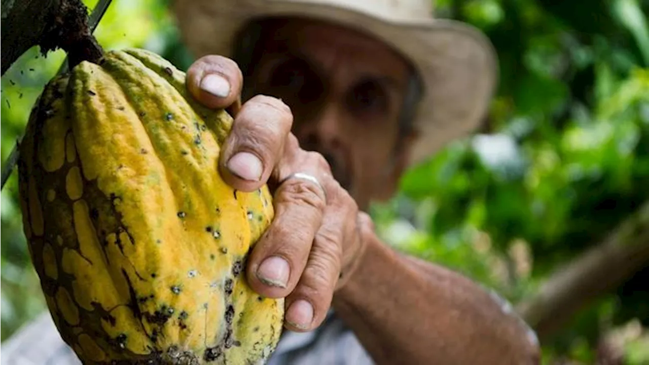 Harga Kakao Tembus Rp170 Juta per Ton, Masih Bisa Melonjak 'Krisis'