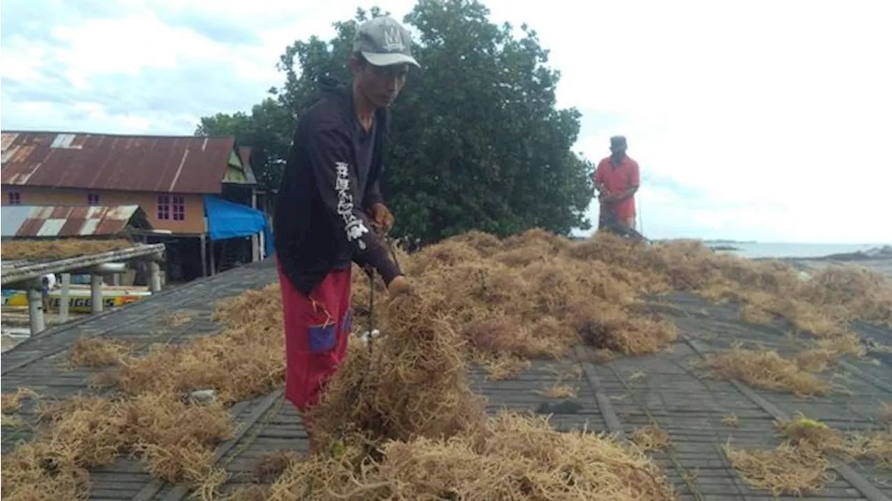 UMKM Binaan BRI Ini Dorong Ekonomi Nelayan Pesisir Sulawesi Selatan