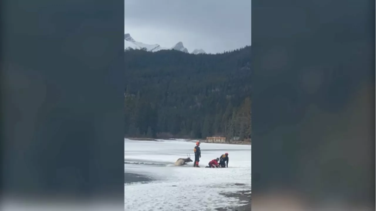 Parks Canada helps rescue elk from the Bow River in Banff