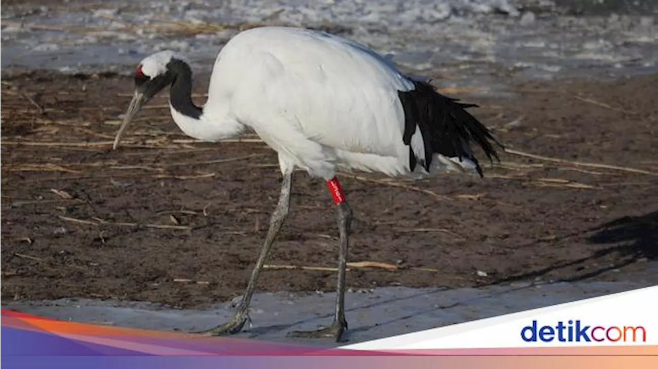 Burung Bangau: Habitat, Ciri-ciri, dan Makanannya