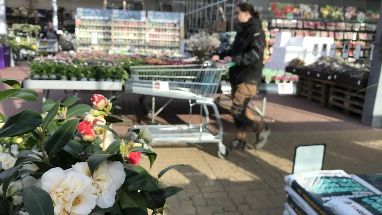 Billig jord til forårets spirende planter kommer med en klimaregning: 'Det burde ikke være på hylderne'