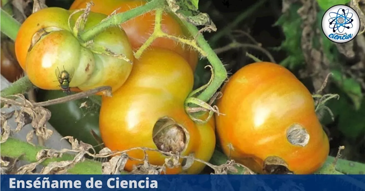 El trucazo secreto para proteger de las plagas a tus plantas de tomate