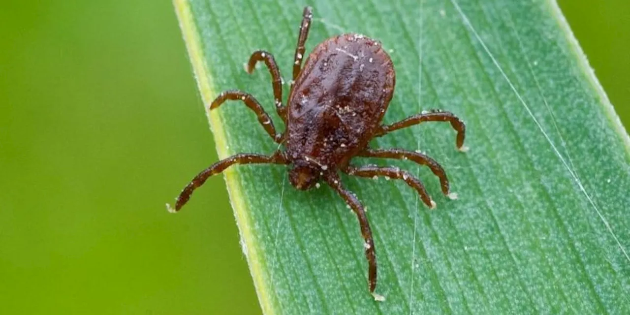 Mit diesen fünf Pflanzen vertreiben Sie die Zecken aus Ihrem Garten