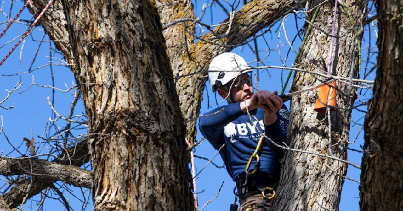 BYU wins national championship cutting down trees, not nets in this March Madness competition