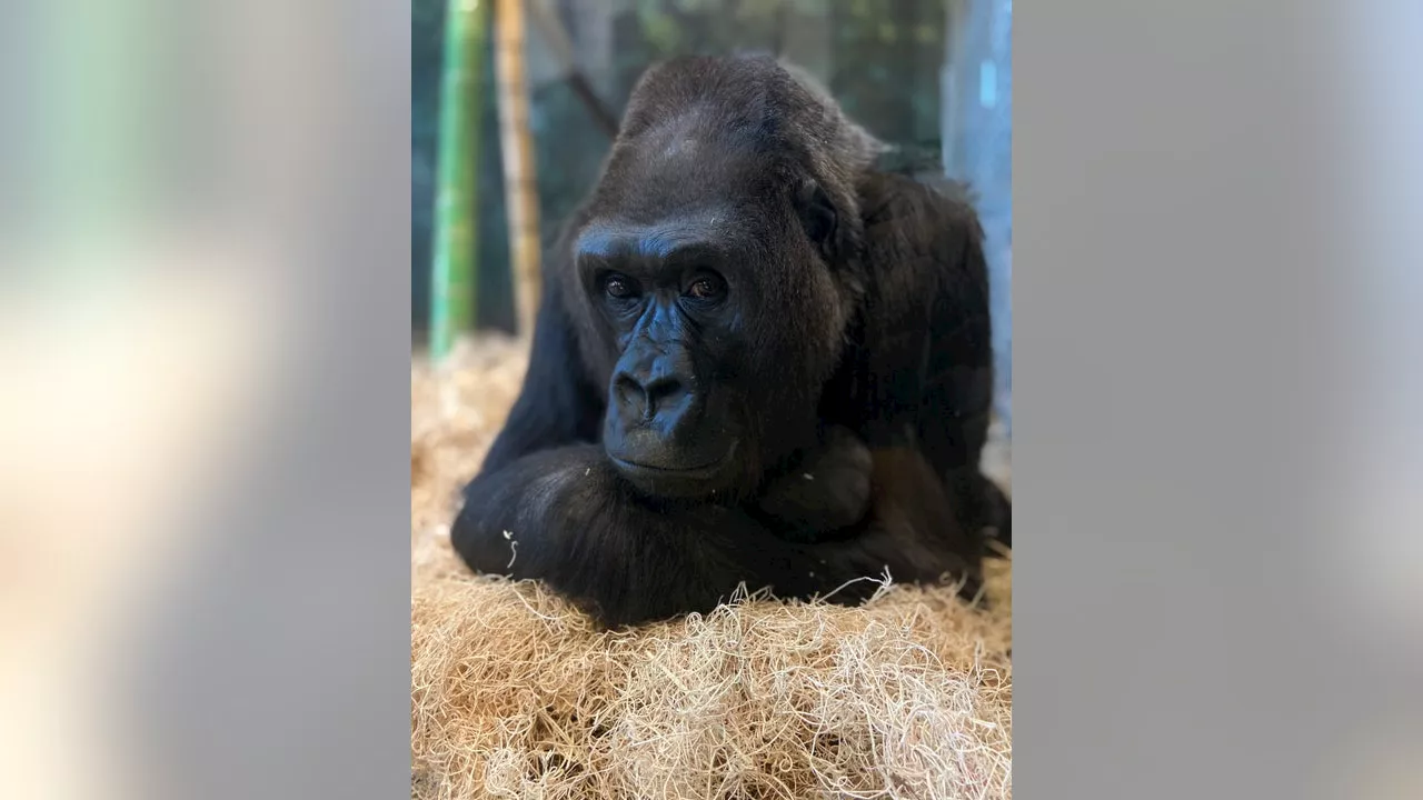 Beloved gorilla at Lincoln Park Zoo euthanized due to health complications