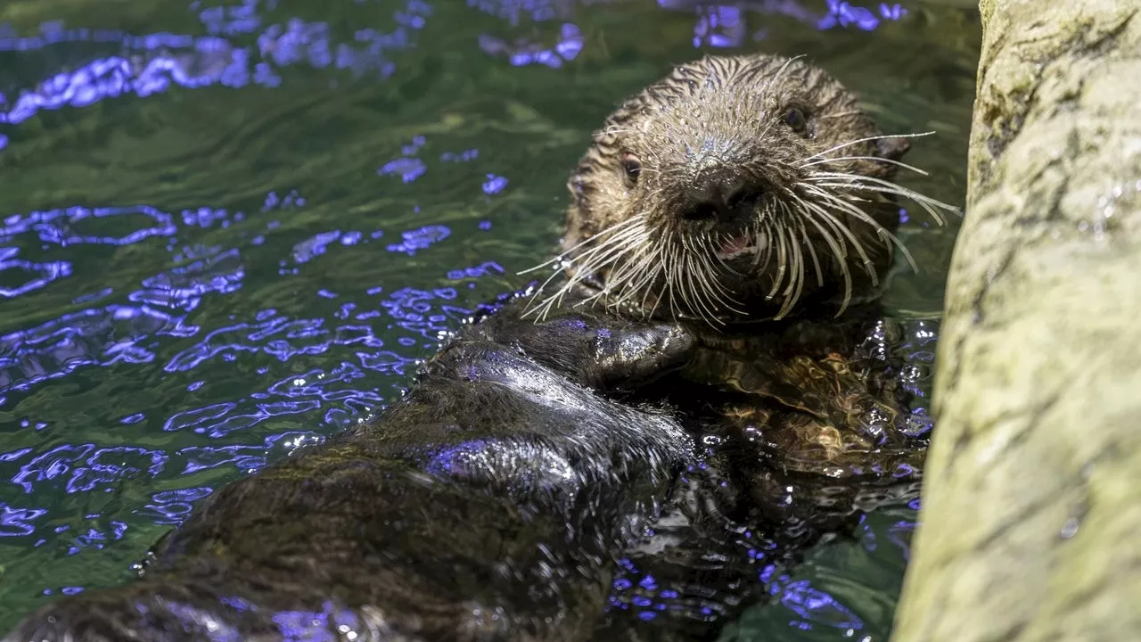 Shedd Aquarium names rescued otter pup found in Alaska