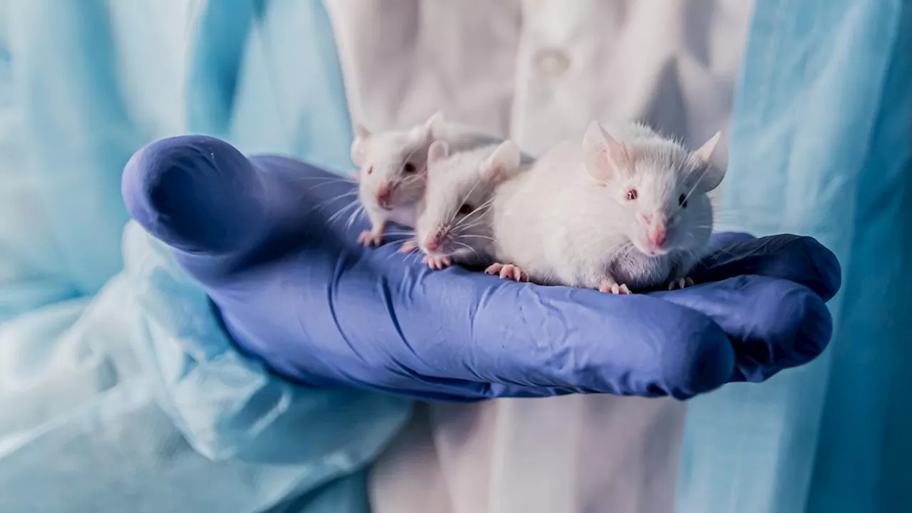 Scientists Find Evidence in Mice That Inherited Alzheimer's Could Be Transmittable