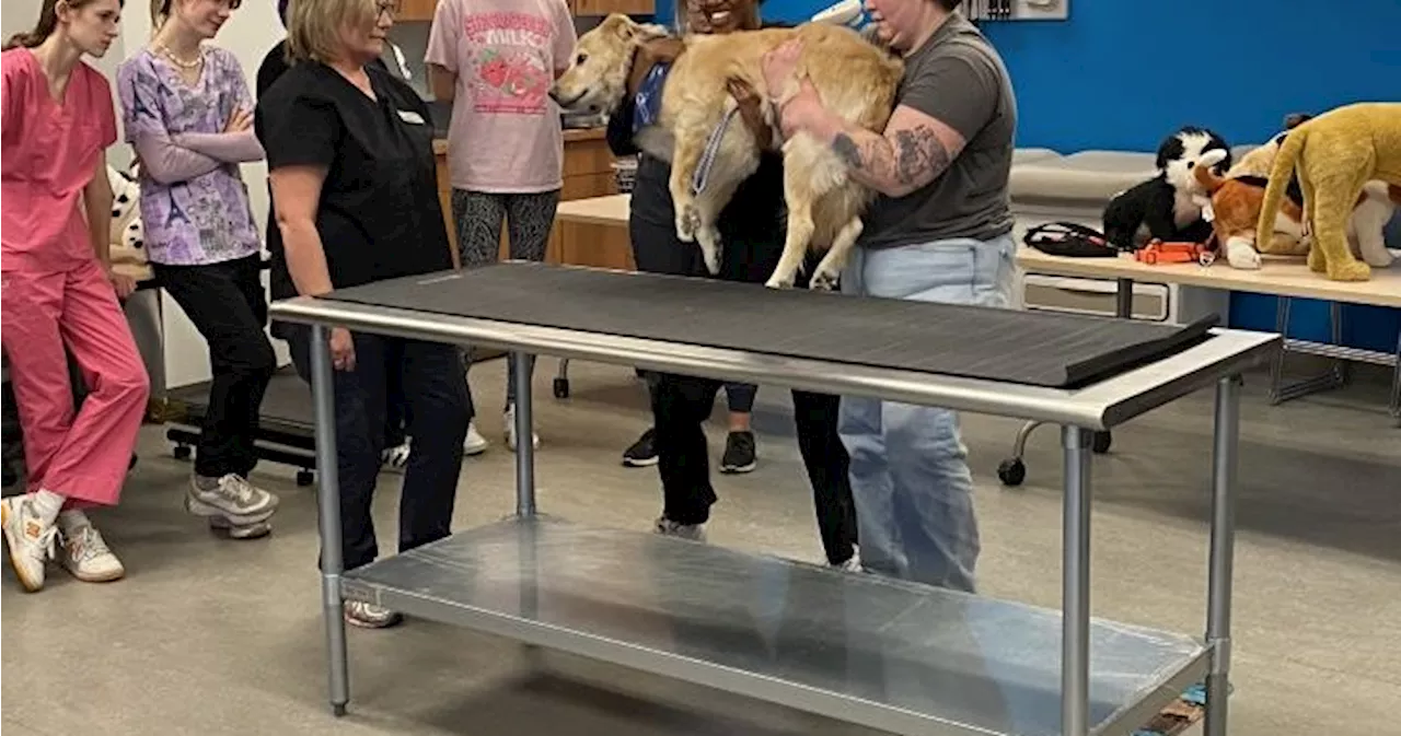 Calgary canines help veterinary students develop safety, handling skills