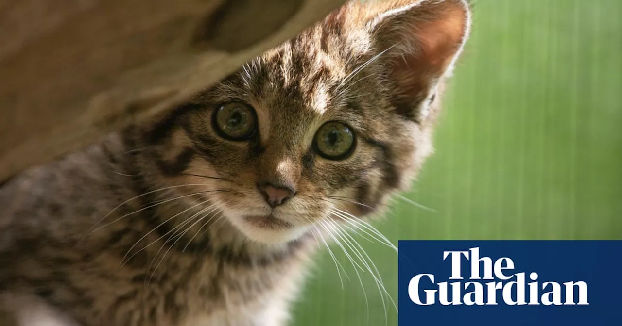 Sporting leaders, racing waiters and lots of rescued cats – take the Thursday quiz