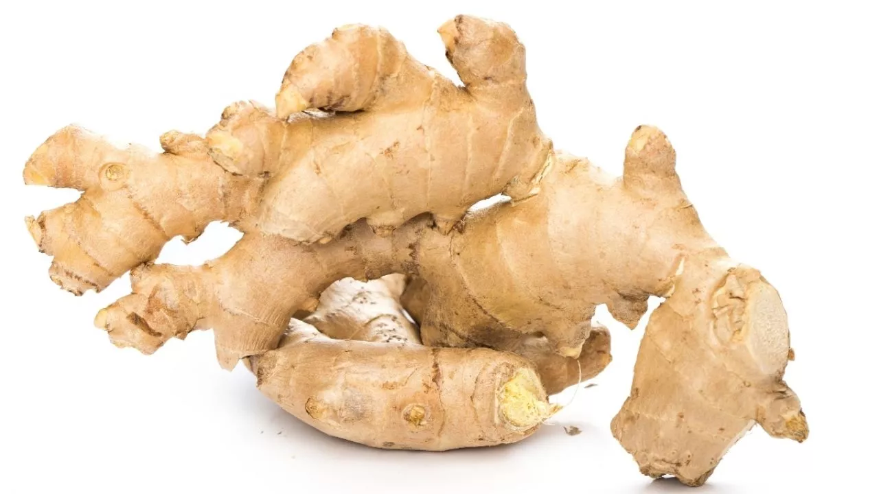 Conoce los 4 usos y beneficios del ginseng coreano, un componente activo para combatir el estrés