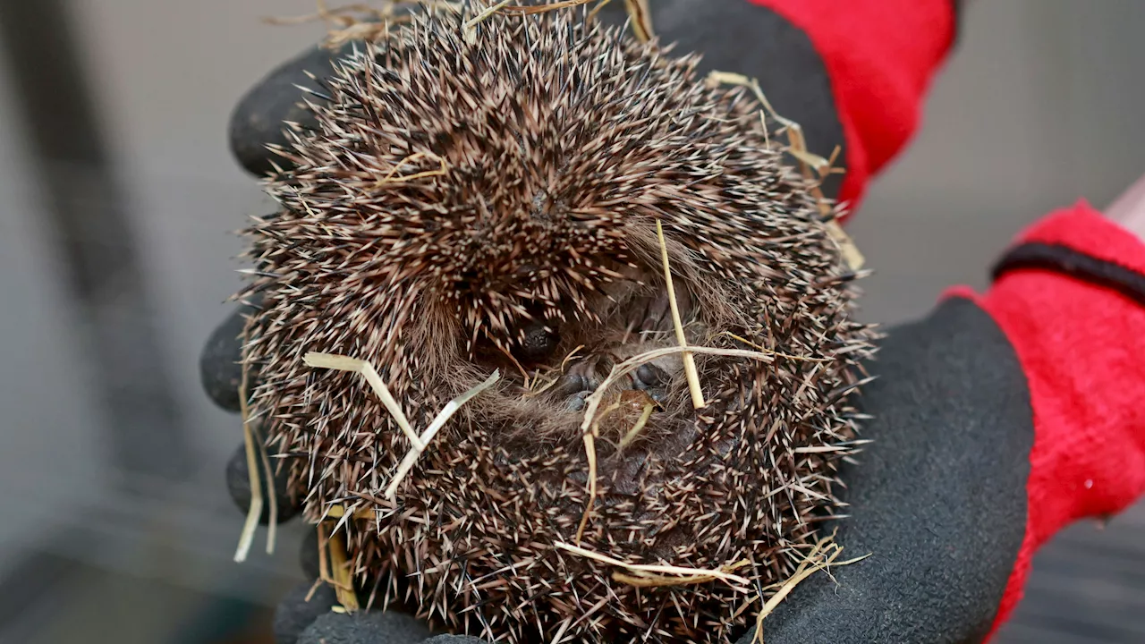 Falscher Igel! Frau brachte Mützen-Bommel zum Tierarzt