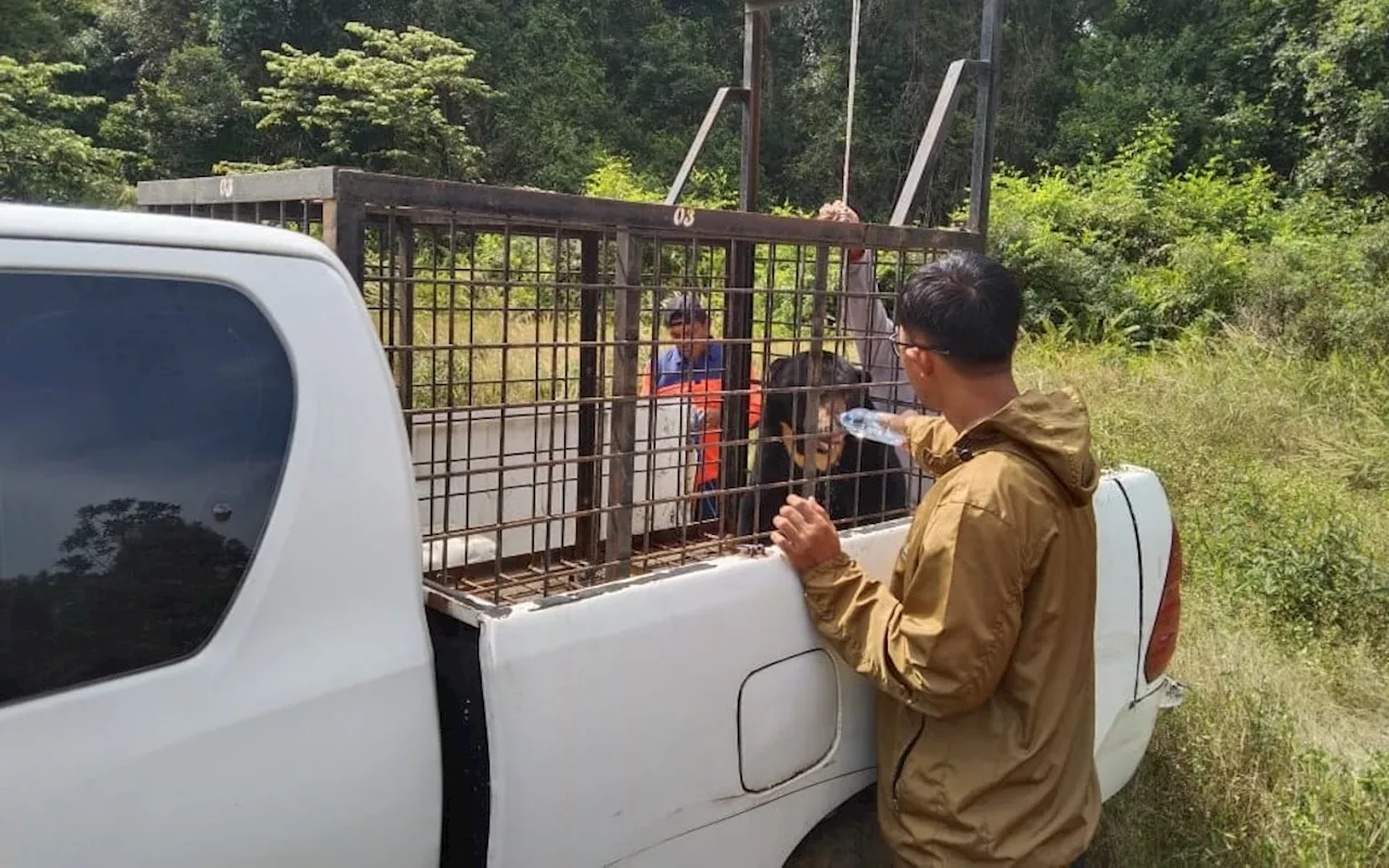 Beruang Madu Berkeliaran di Perkampungan, BBKSDA Riau Bertindak