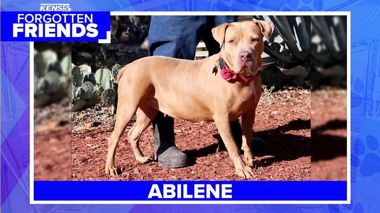 Abilene has been at shelter for more than 900 days now