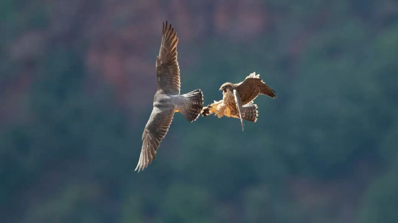 'Critical time of year': Zion National Park closes some climbing areas as peregrine falcons return