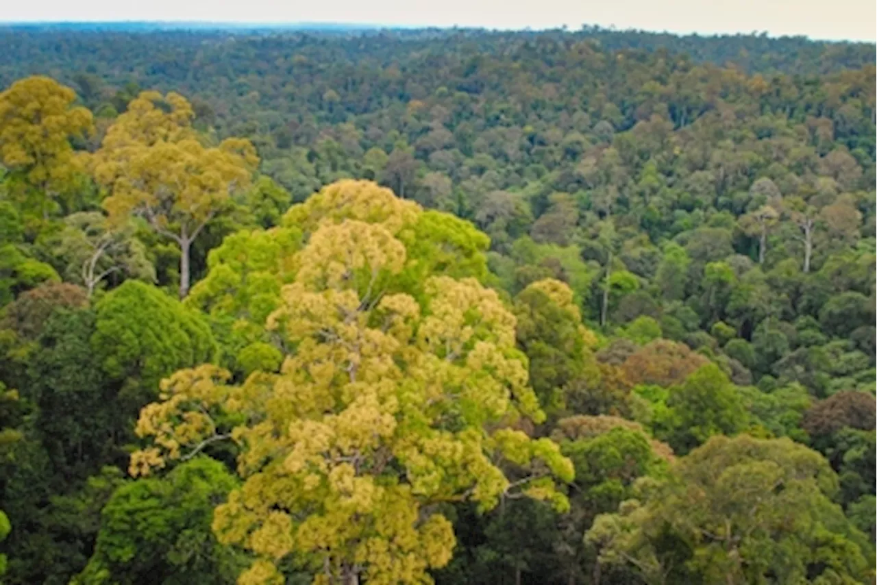 Deramakot Forest Reserve in Sabah is longest FSC-certified tropical forest in the world