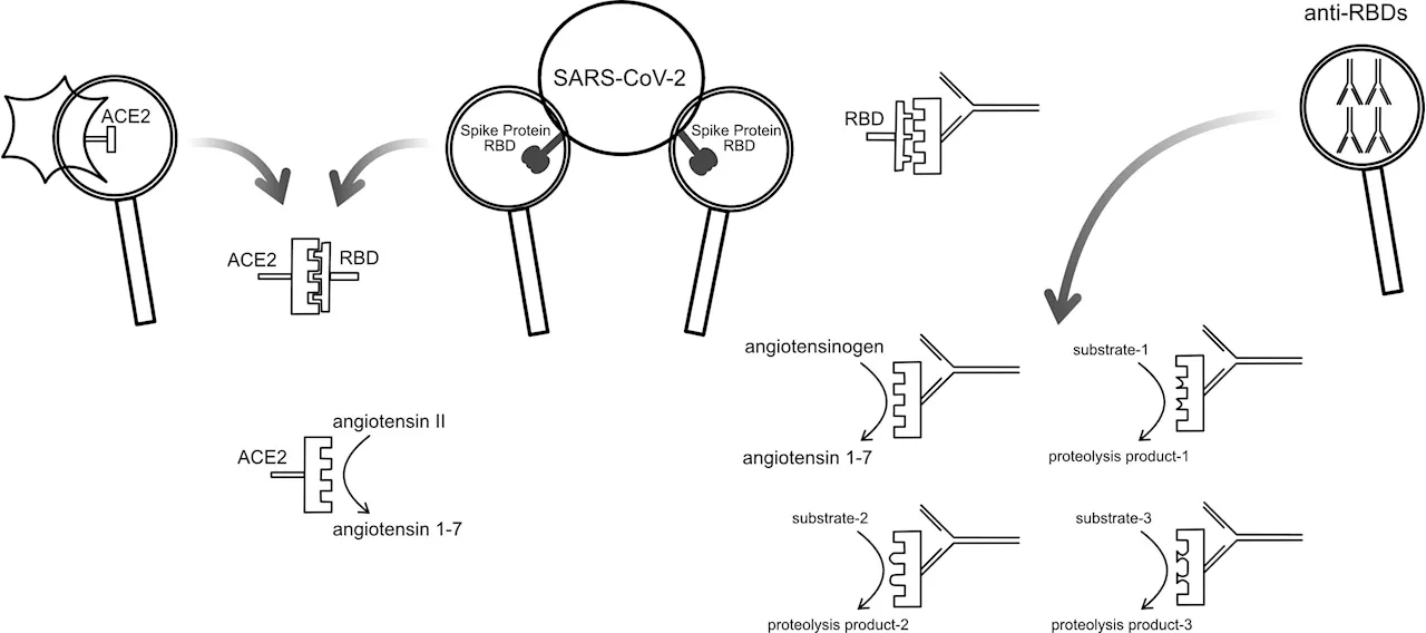 COVID-19 antibody discovery could explain long COVID