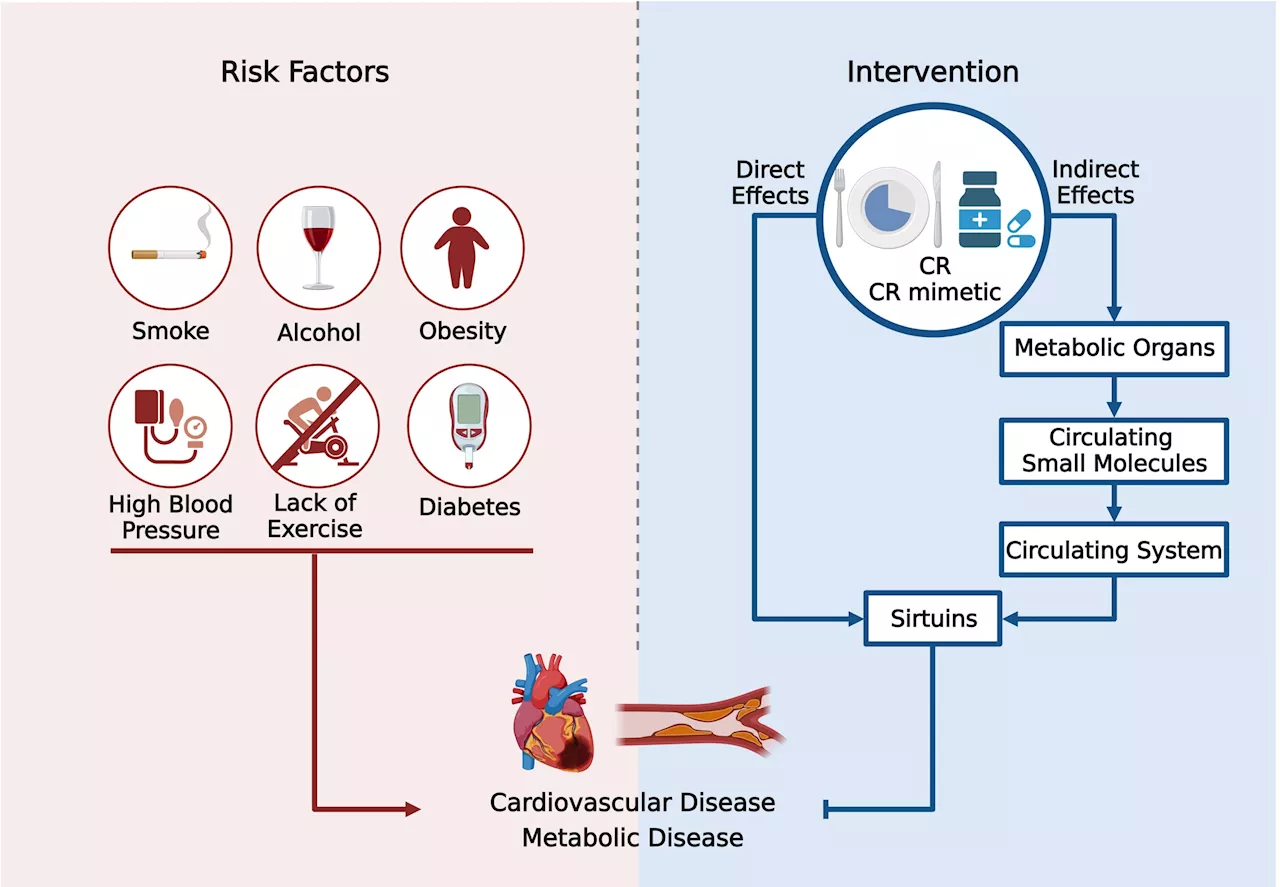 Review highlights beneficial interplay between caloric restriction, sirtuins and cardiovascular diseases