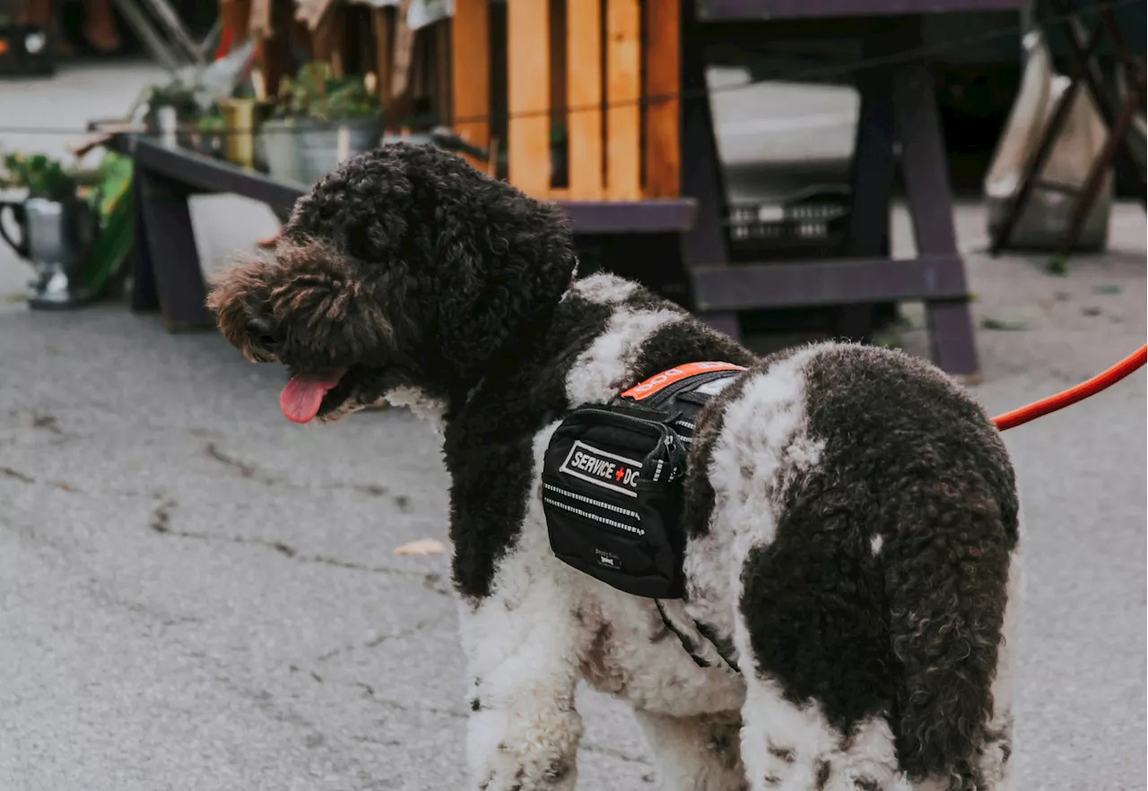 Study shows dogs may be able to sniff out an oncoming PTSD flashback