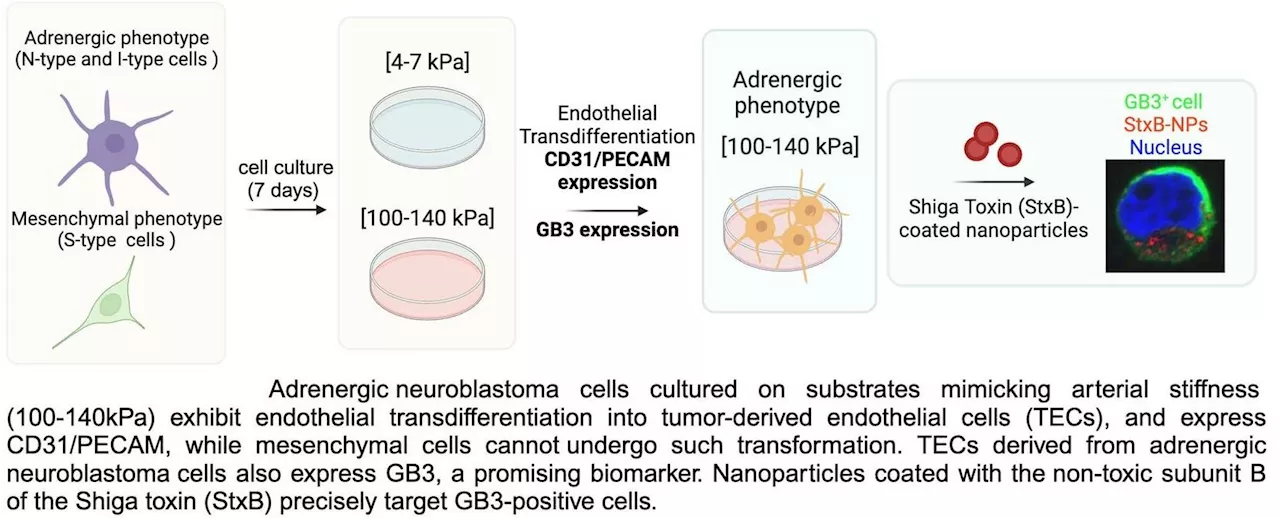 Study successfully mimics complex neuroblastoma vasculature on a chip to explore treatments