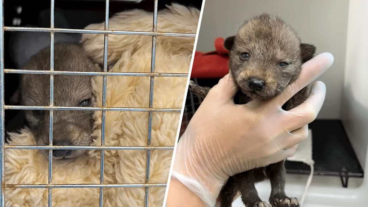 4 coyote pups found in Pacific Beach brought to Humane Society