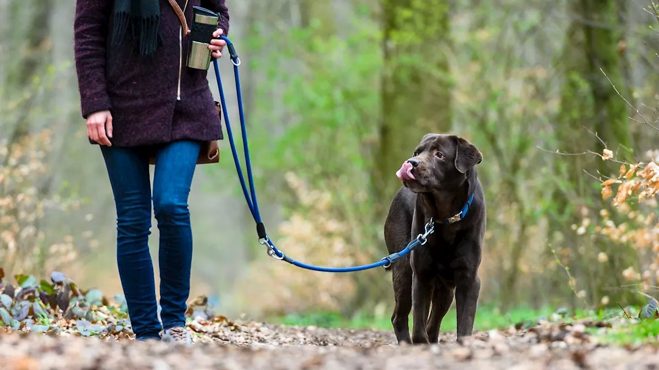 Niedersachsen & Bremen: Leinenpflicht für Hunde startet am 1. April