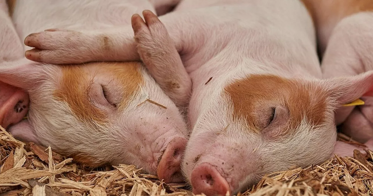 Rahdener Urteil: Verhungerte Stemweder Schweine gelten nur als Gegenstand