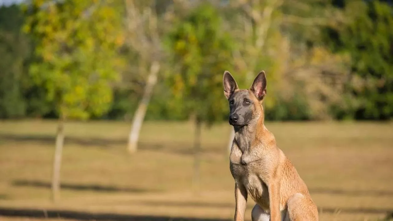 À Fontenay-le-Comte, la brigade canine entre en action