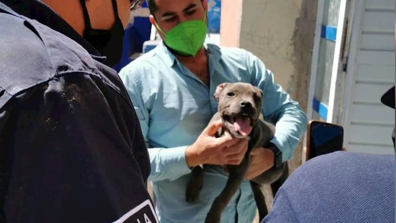 Detienen a dos personas en Guanajuato por amenazar a veterinario y robar a un perro