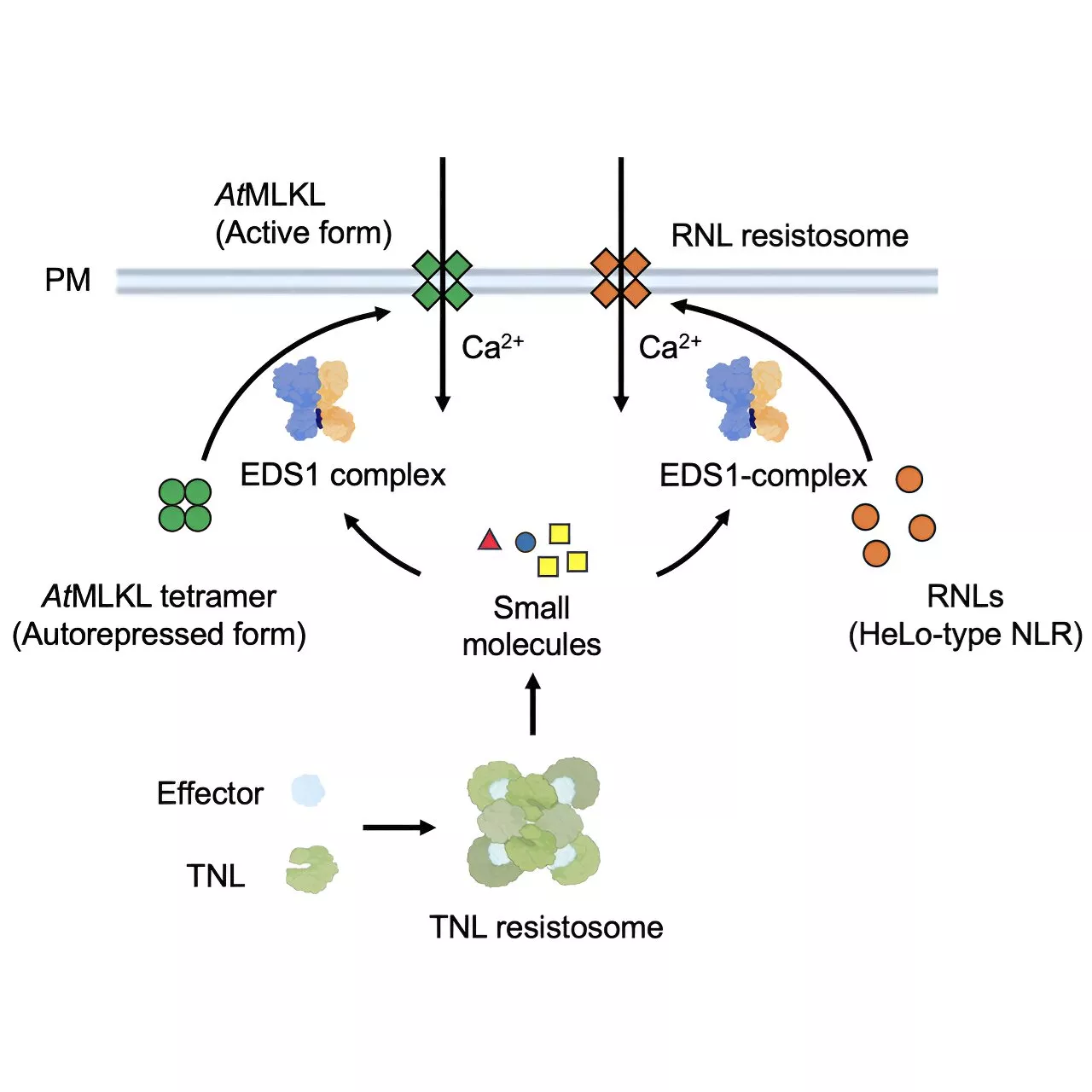 Cross-species insights: Study finds calcium link in plant and animal immunity