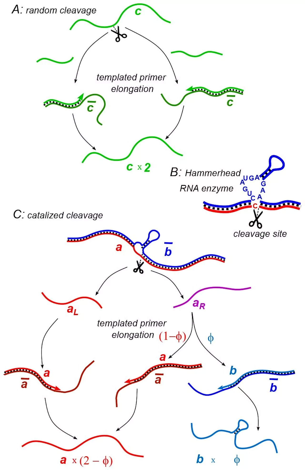 Model suggests how ancient RNA may have gained self-cutting ability essential for life