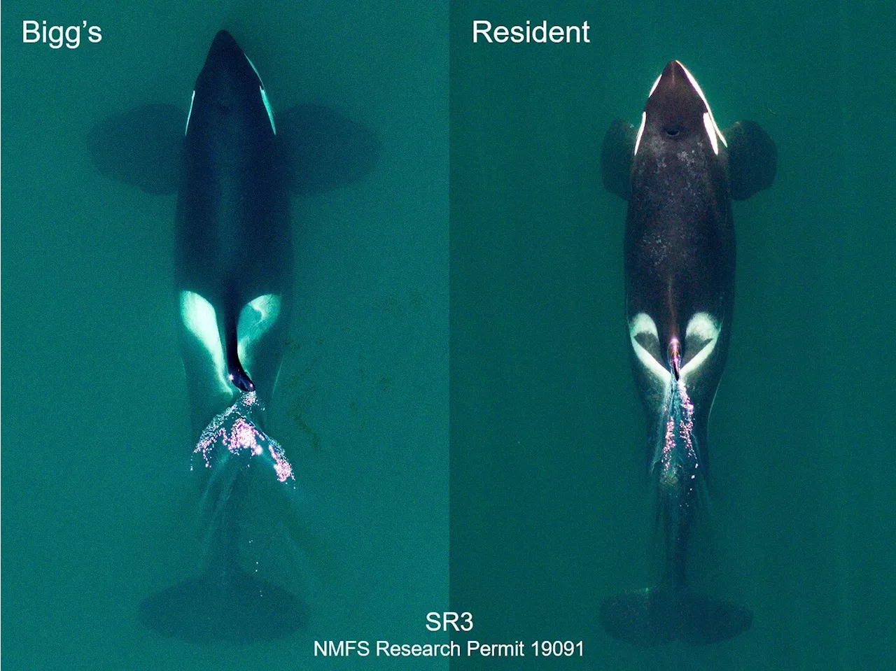 New research reveals full diversity of killer whales as two species come into view on Pacific Coast