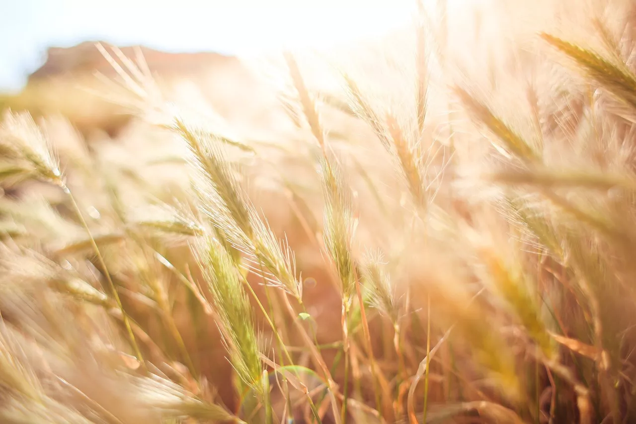 Researchers discover key gene for toxic alkaloid in barley