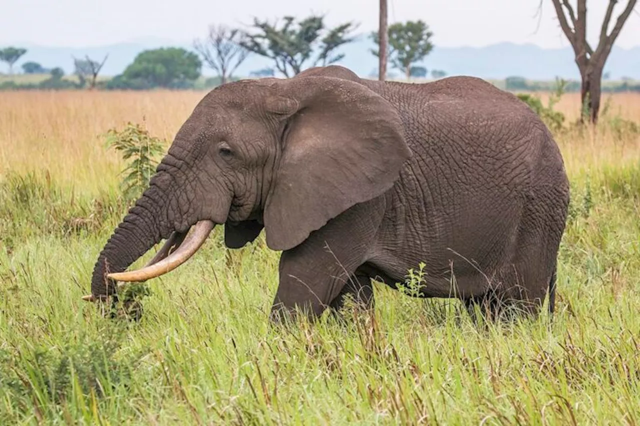 Conservation comeback in Central African Republic’s Manovo-Gounda St Floris National Park (commentary)