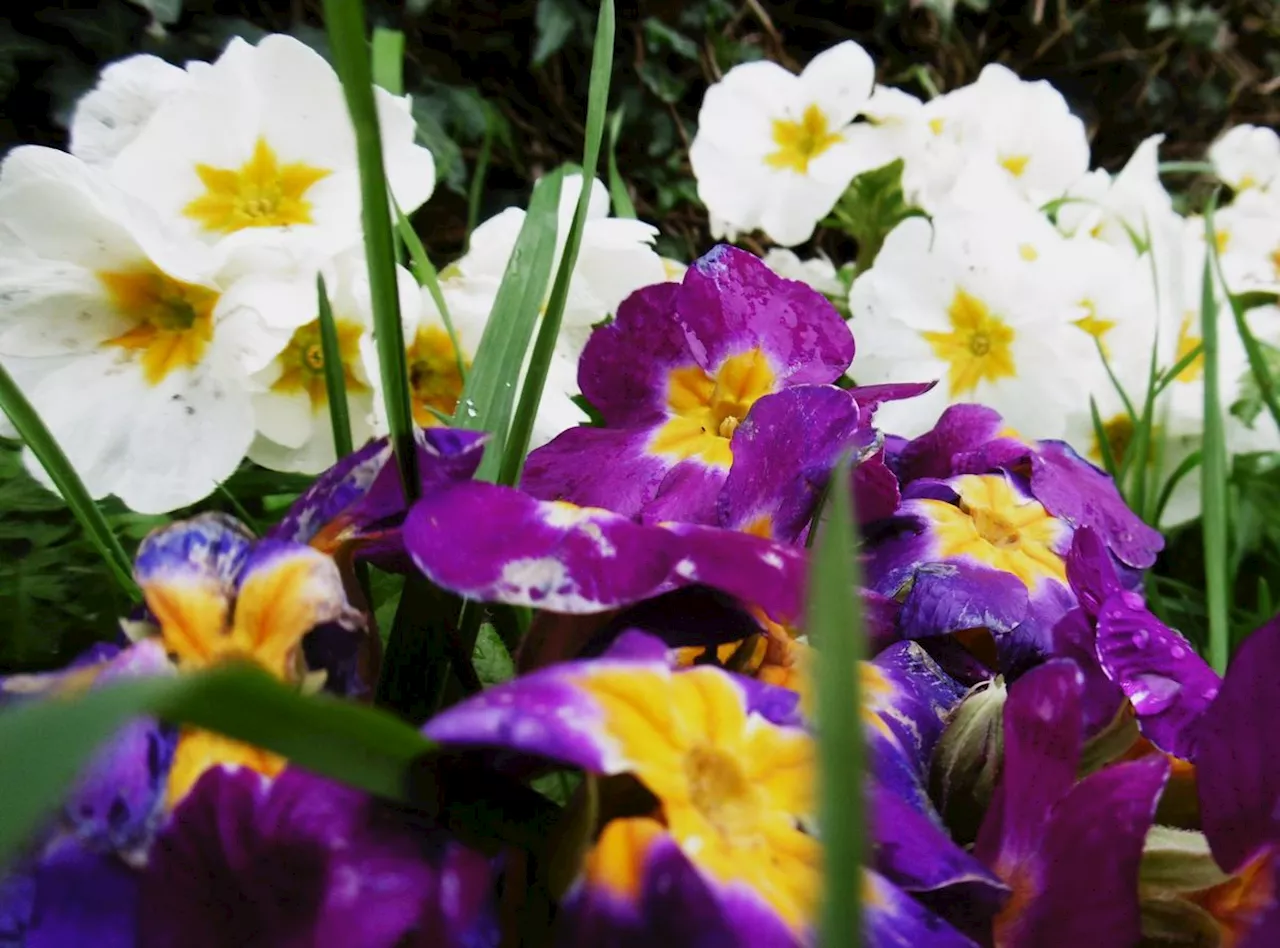 Easter weather forecast for Shropshire