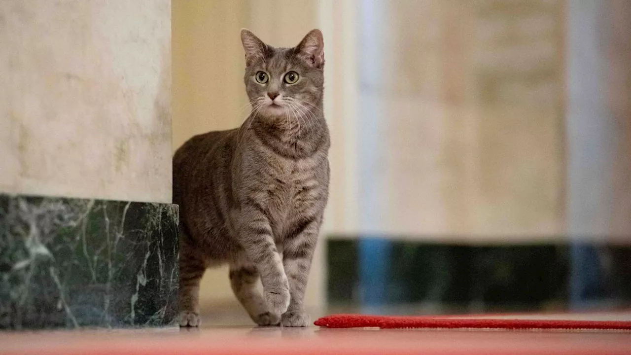 First Cat: Jill Biden veröffentlicht Kinderbuch über ihre Katze Willow