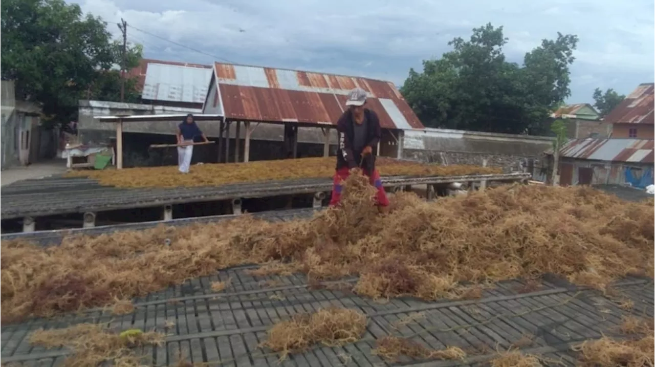 Klaster Usaha Rumput Laut Kampung Pogo, UMKM Binaan BRI yang Dorong Perekonomian Nelayan Pesisir Sulawesi Selatan