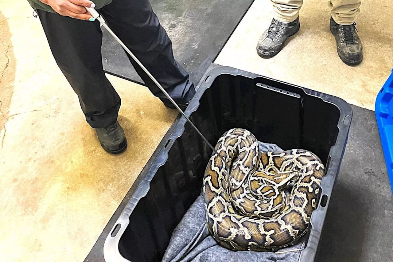 9-foot Burmese python seized by conservation officers from Chilliwack