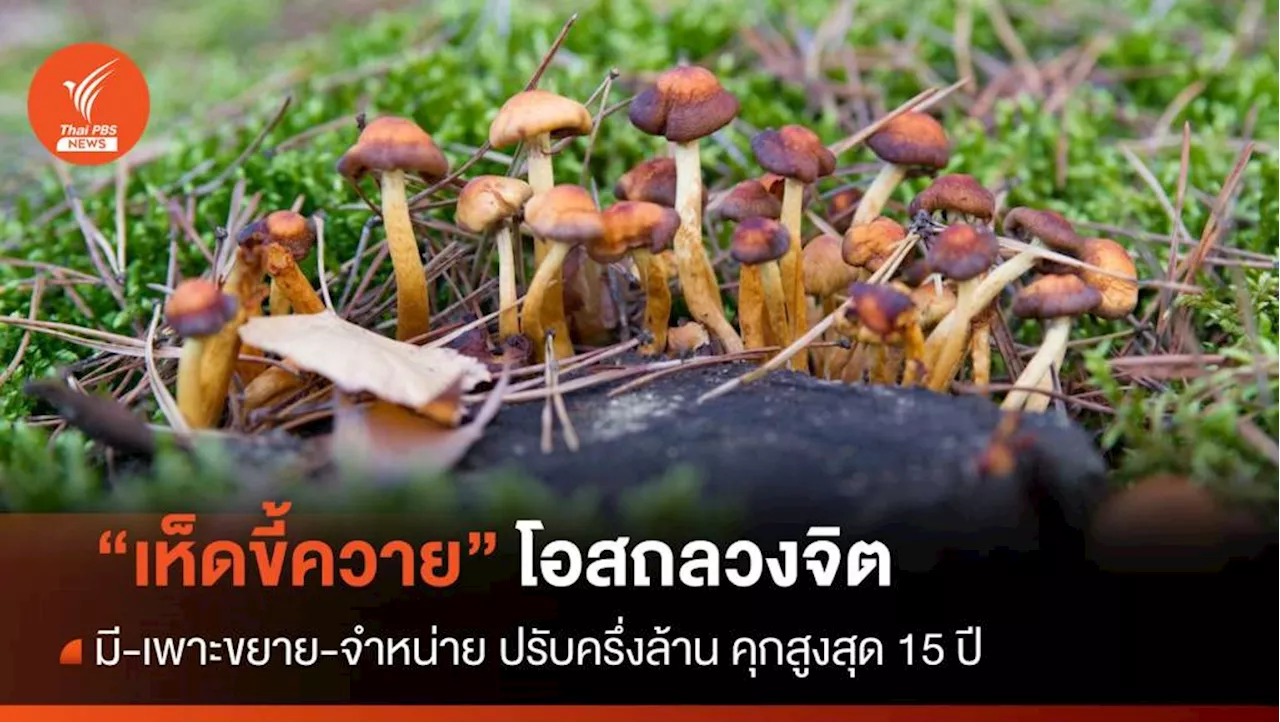 'เห็ดขี้ควาย' โอสถลวงจิต มี-เพาะขาย-จำหน่าย ปรับครึ่งล้าน-คุก 15 ปี