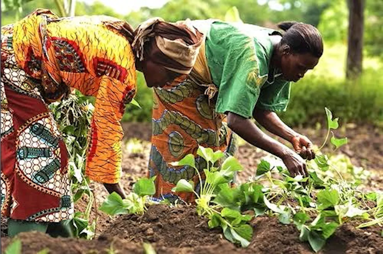 Climate Facts: Sustainable agriculture uses up to 56% less energy, says UNEP