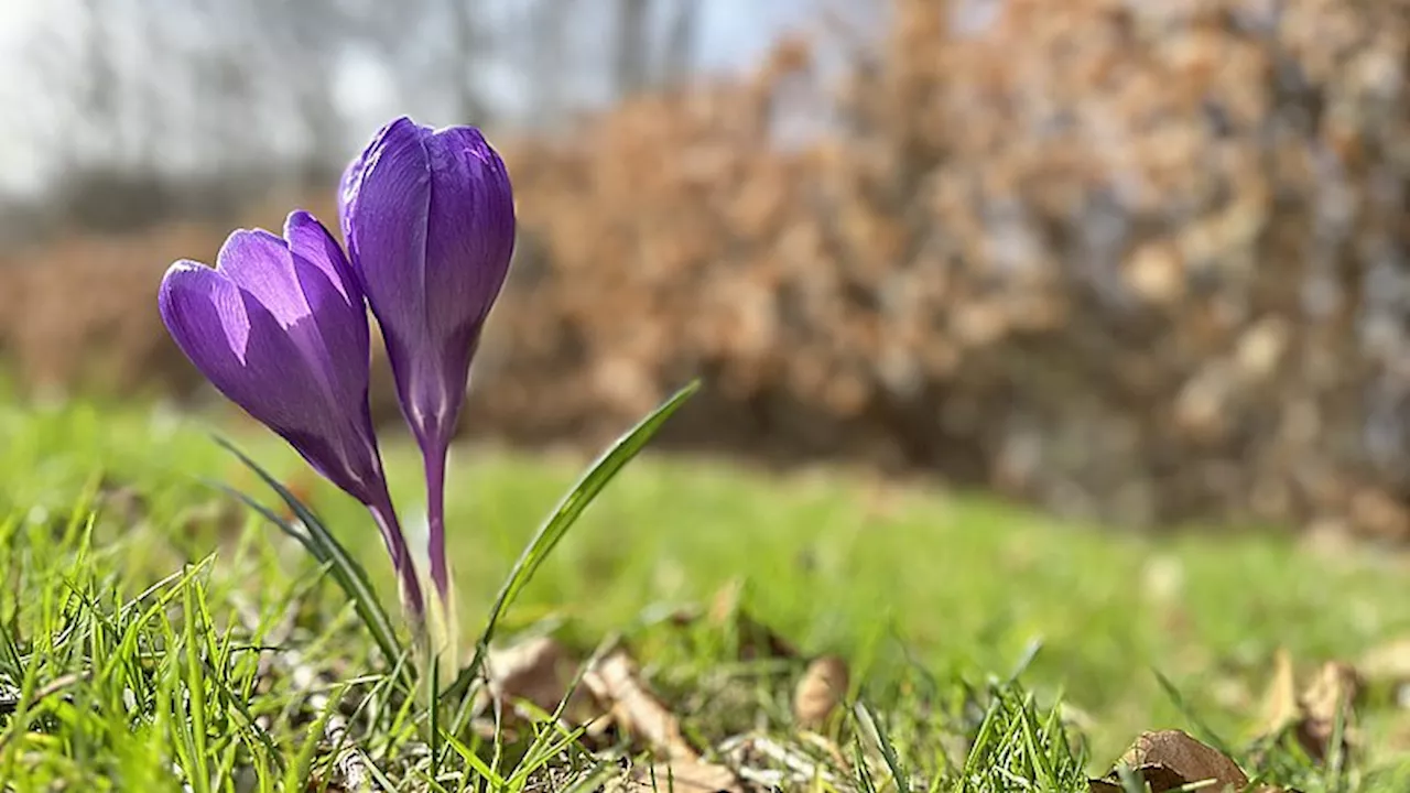 Alle kan være med: Find foråret og bidrag til forskning i klimaforandringer