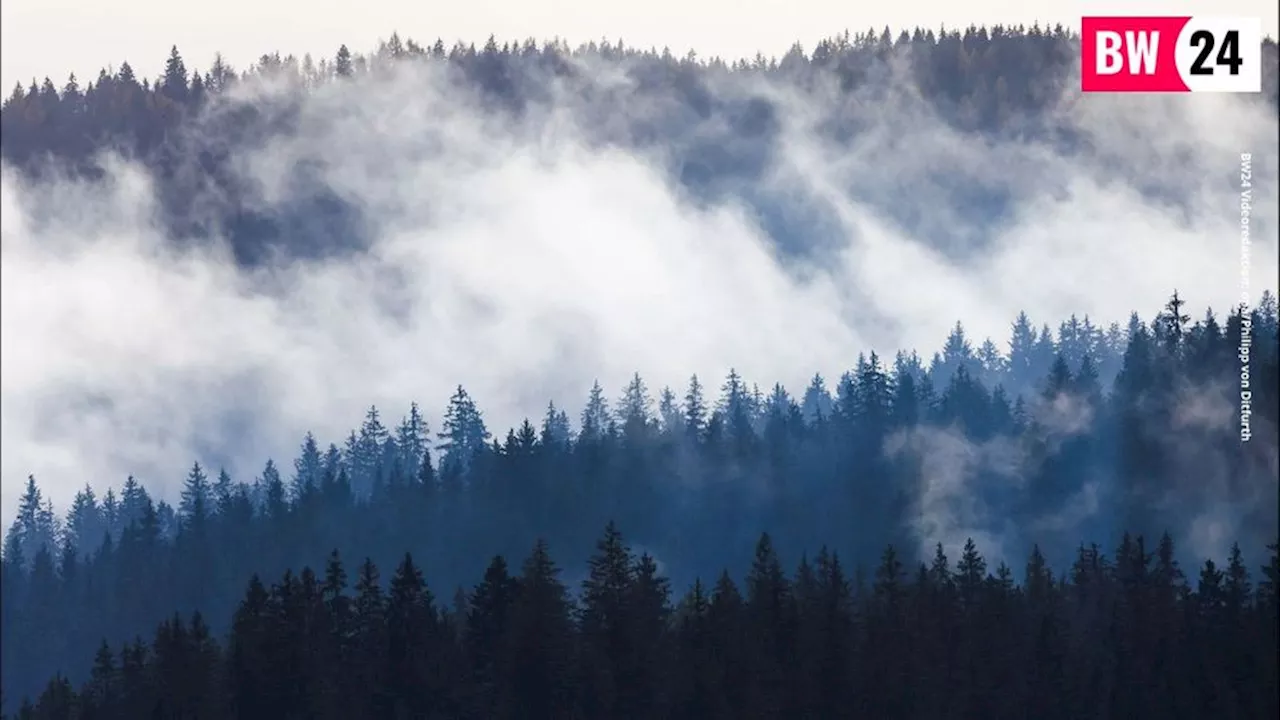 Die erste deutsche Agavenspirituose kommt aus Baden-Württemberg