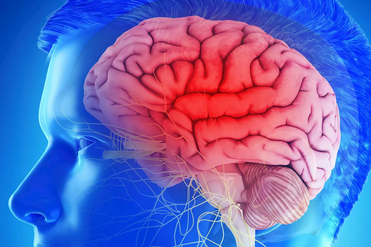 Human Brains Getting Bigger: Good News for Dementia Risk?